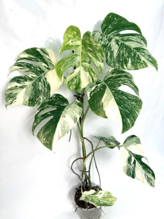 monstera_albo_variegata