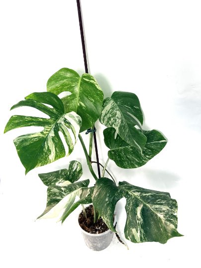monstera_albo_variegata