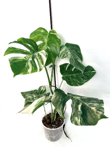 monstera_albo_variegata