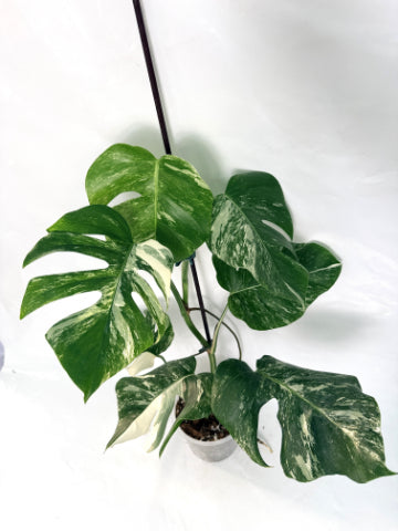 monstera_albo_variegata
