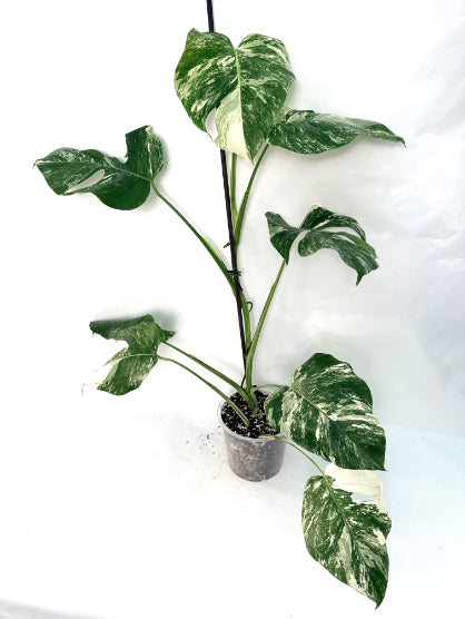 monstera_albo_variegata