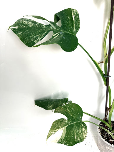 monstera_albo_variegata
