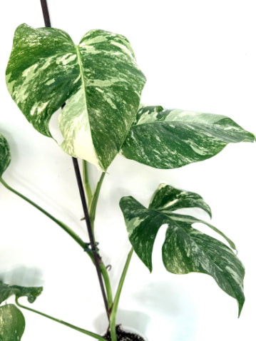 monstera_albo_variegata