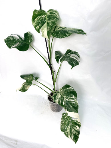 monstera_albo_variegata