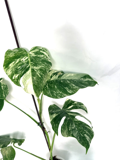 monstera_albo_variegata