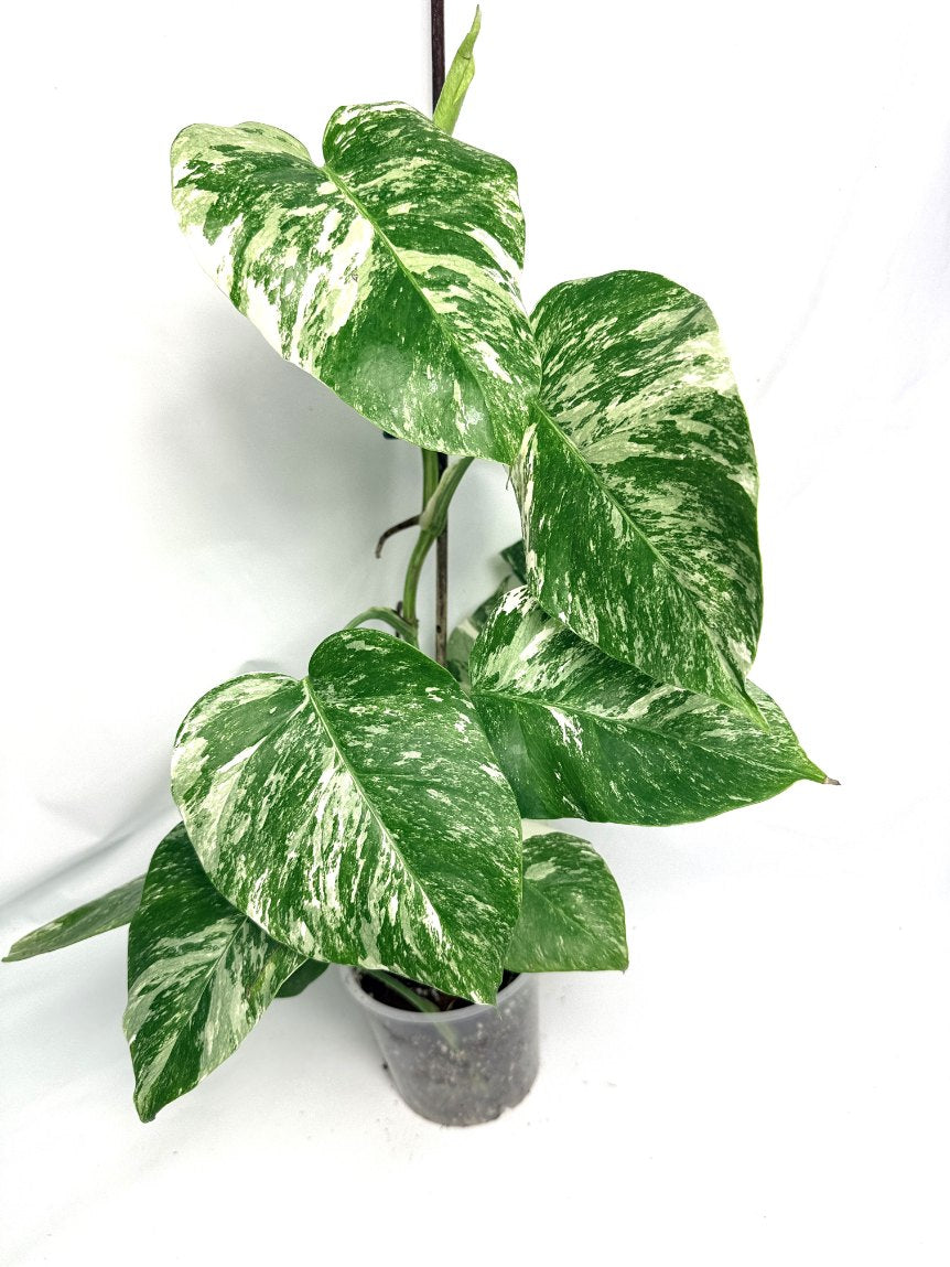 monstera_albo_variegata