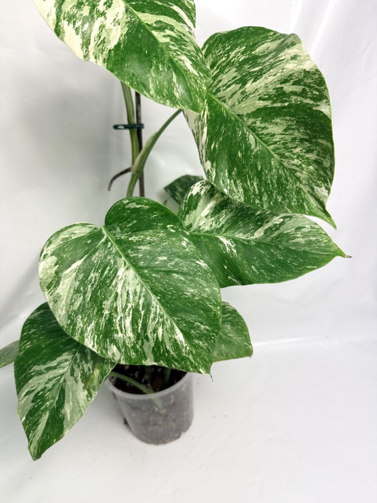monstera deliciosa albovariegata Monstera Deliciosa Albo variegata