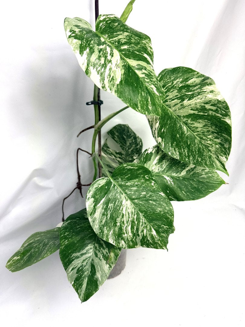 monstera_albo_variegata