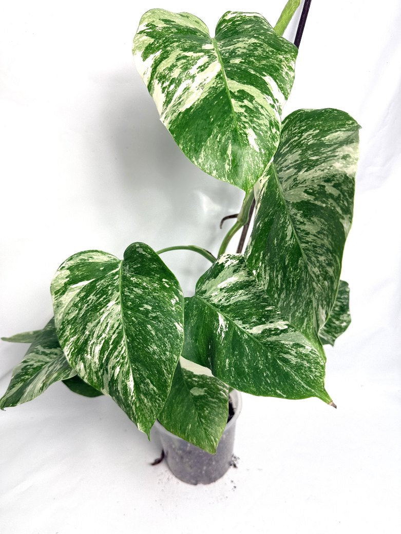 monstera_albo_variegata
