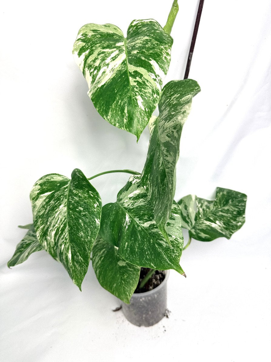 monstera_albo_variegata