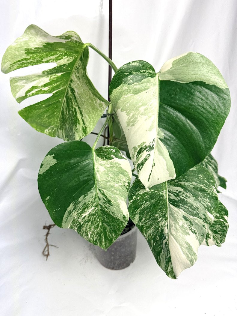 monstera_albo_variegata