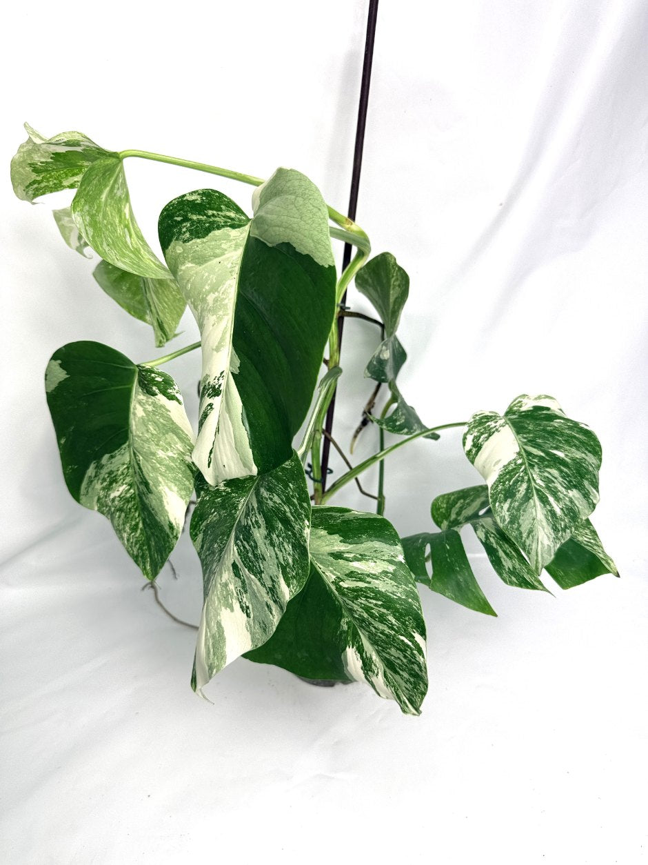 monstera_albo_variegata
