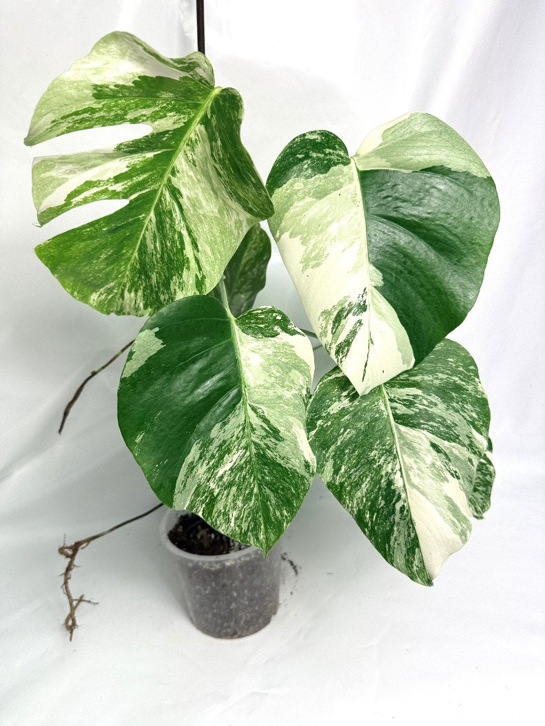 monstera_albo_variegata