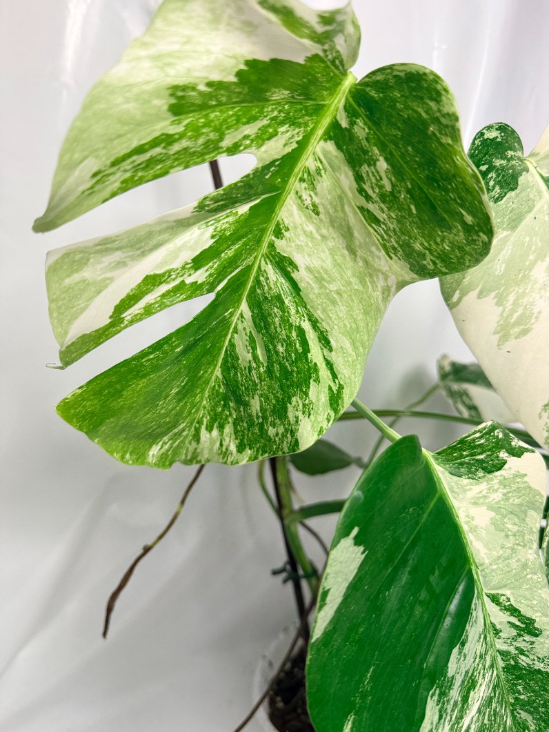 monstera_albo_variegata
