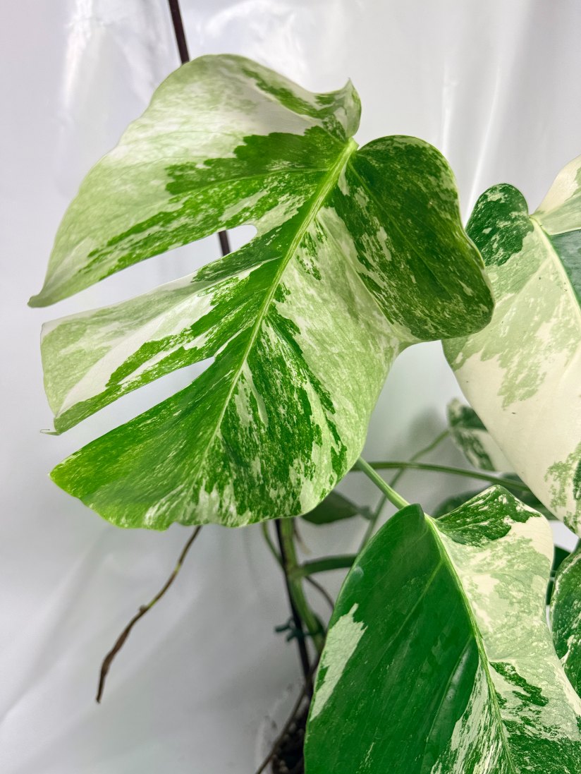 monstera_albo_variegata