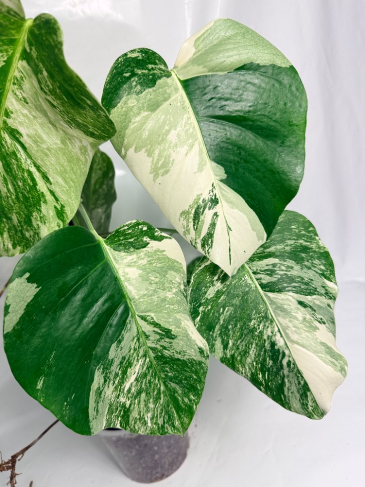 monstera_albo_variegata