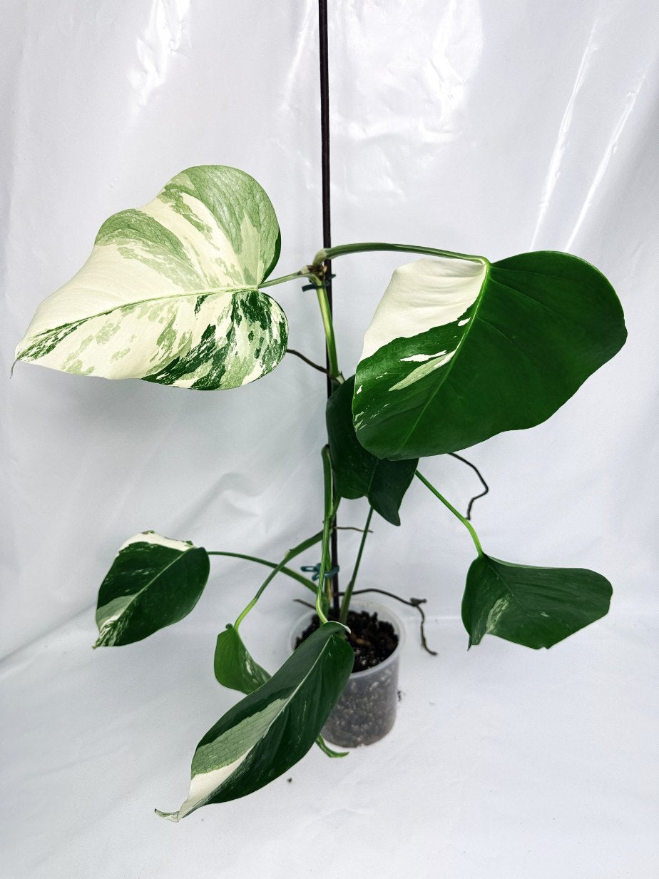 monstera_albo_variegata