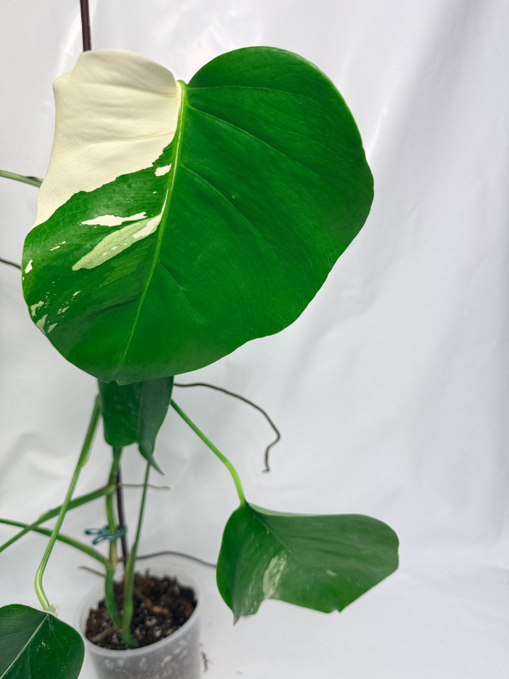 monstera_albo_variegata