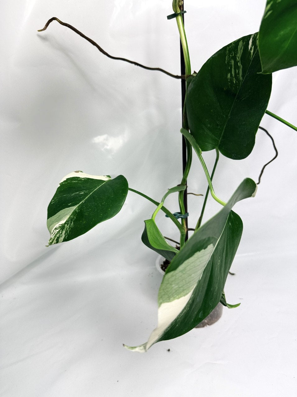 monstera_albo_variegata
