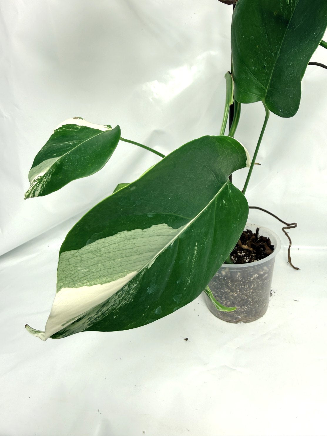 monstera_albo_variegata