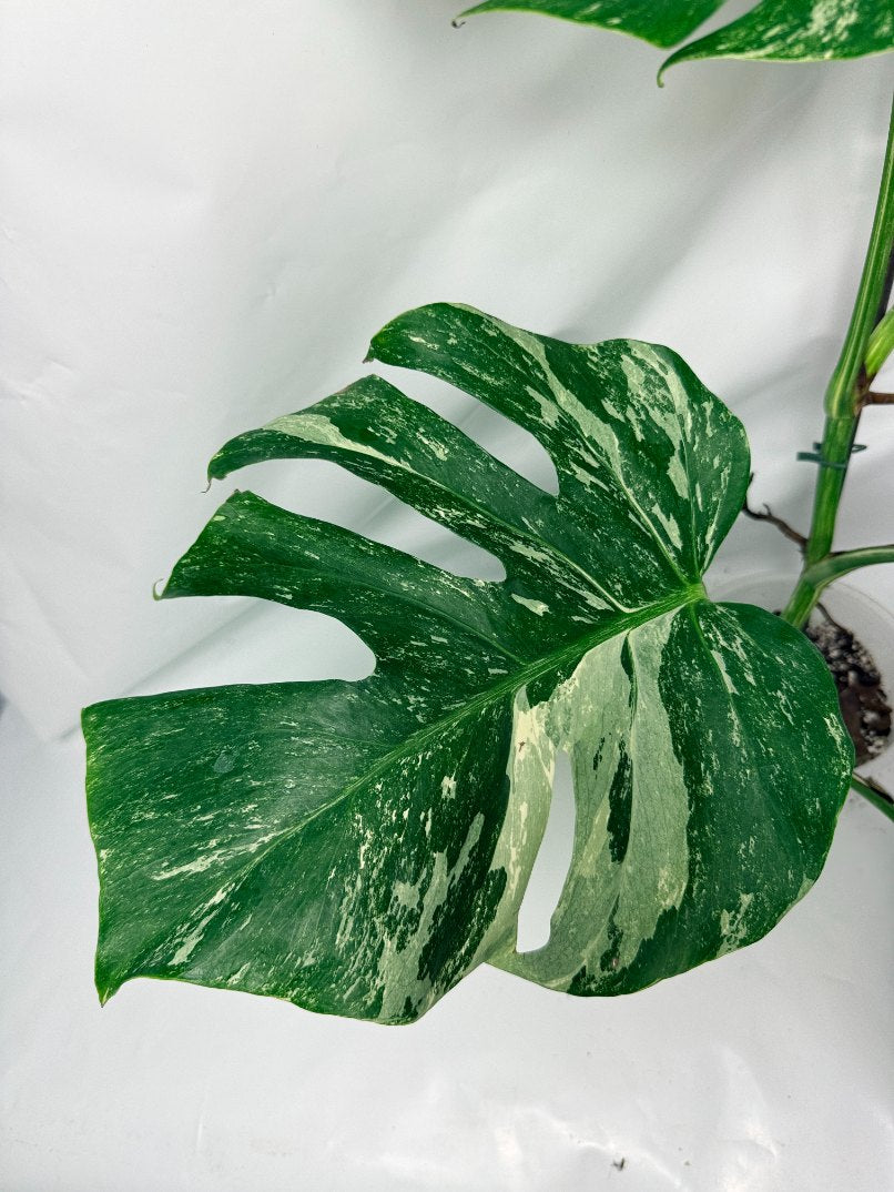 monstera_albo_variegata
