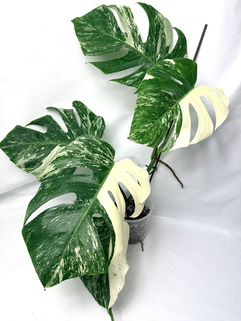 monstera_albo_variegata