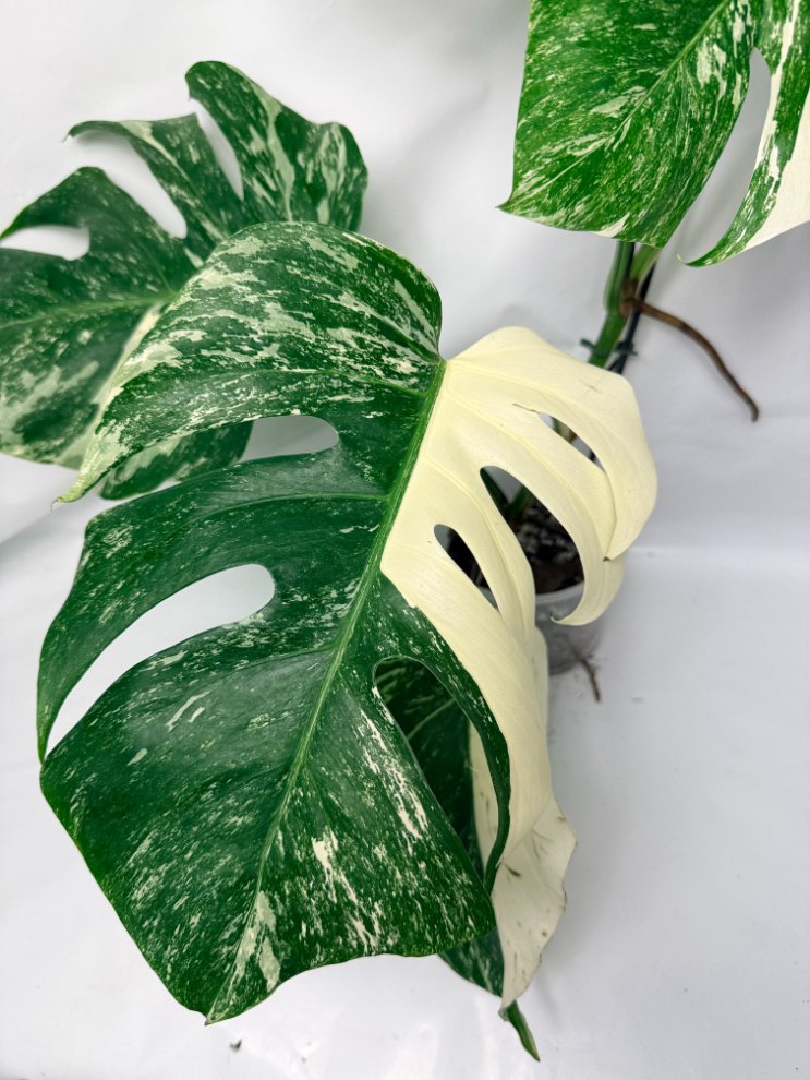 monstera_albo_variegata