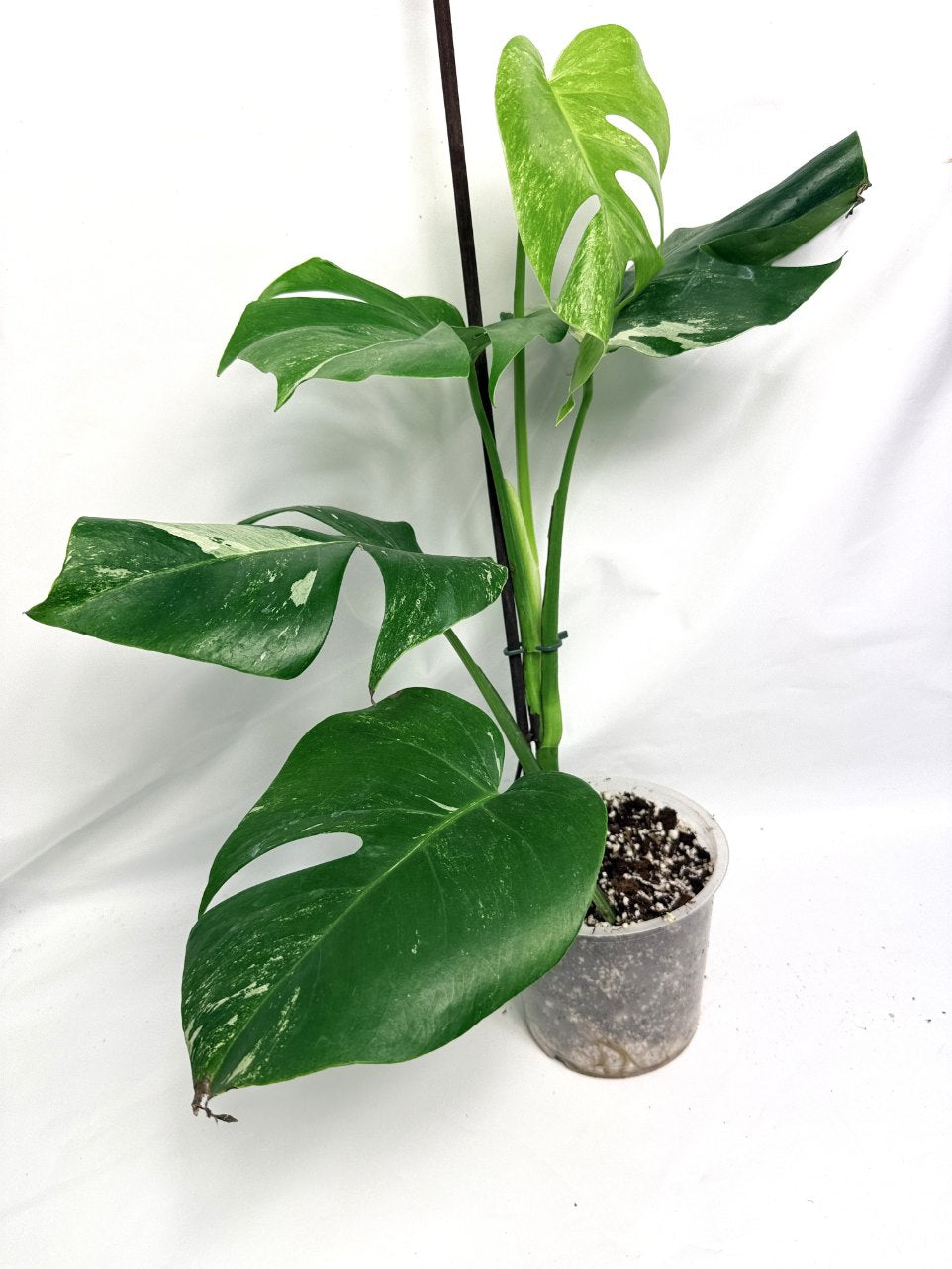 monstera_albo_variegata
