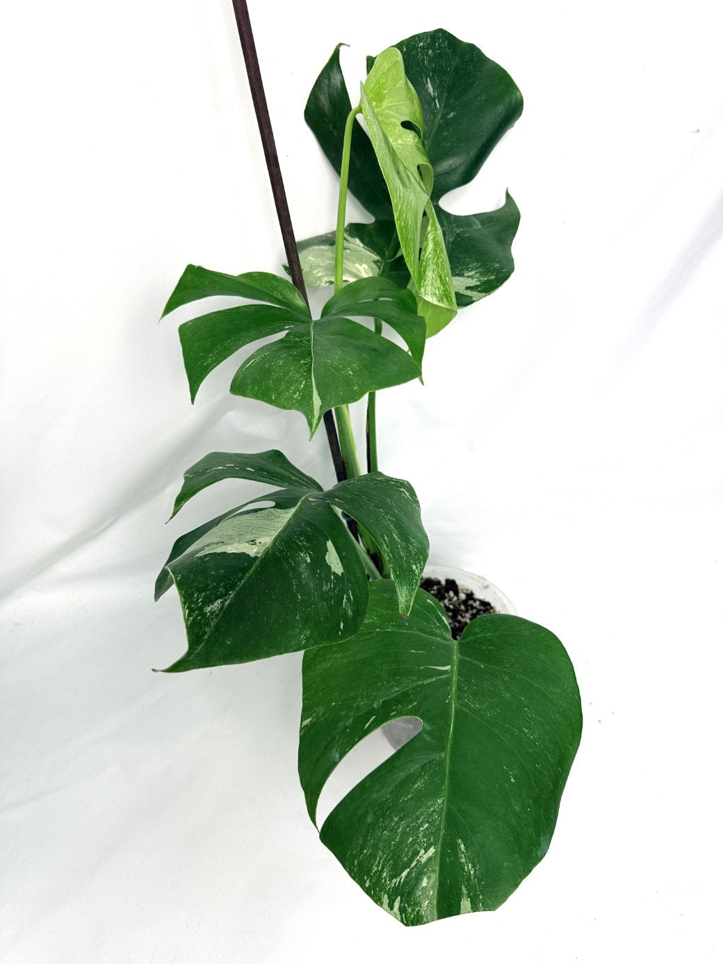 monstera_albo_variegata