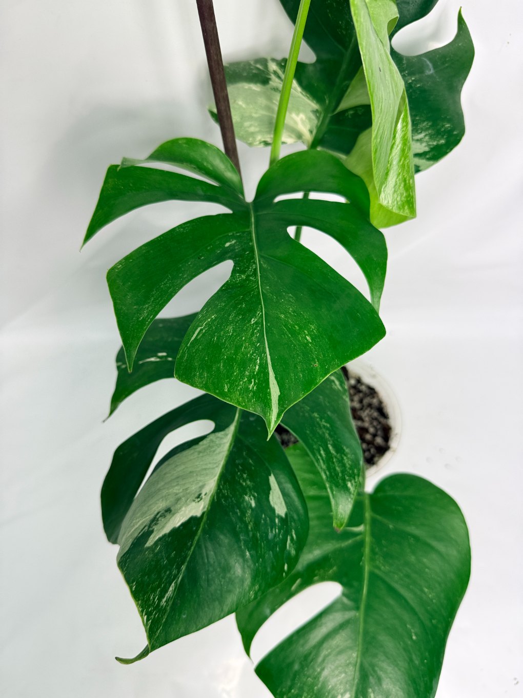 monstera_albo_variegata