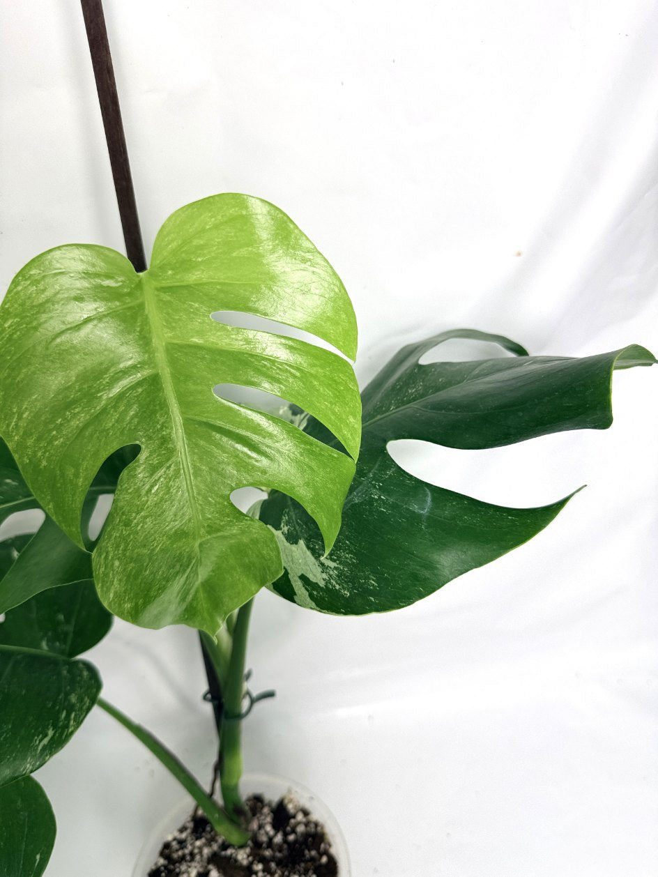 monstera_albo_variegata
