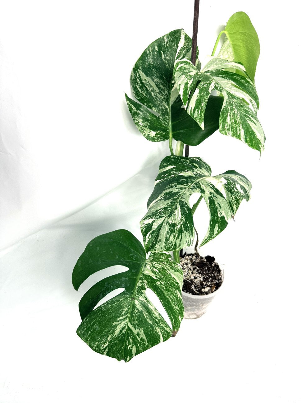 monstera_albo_variegata