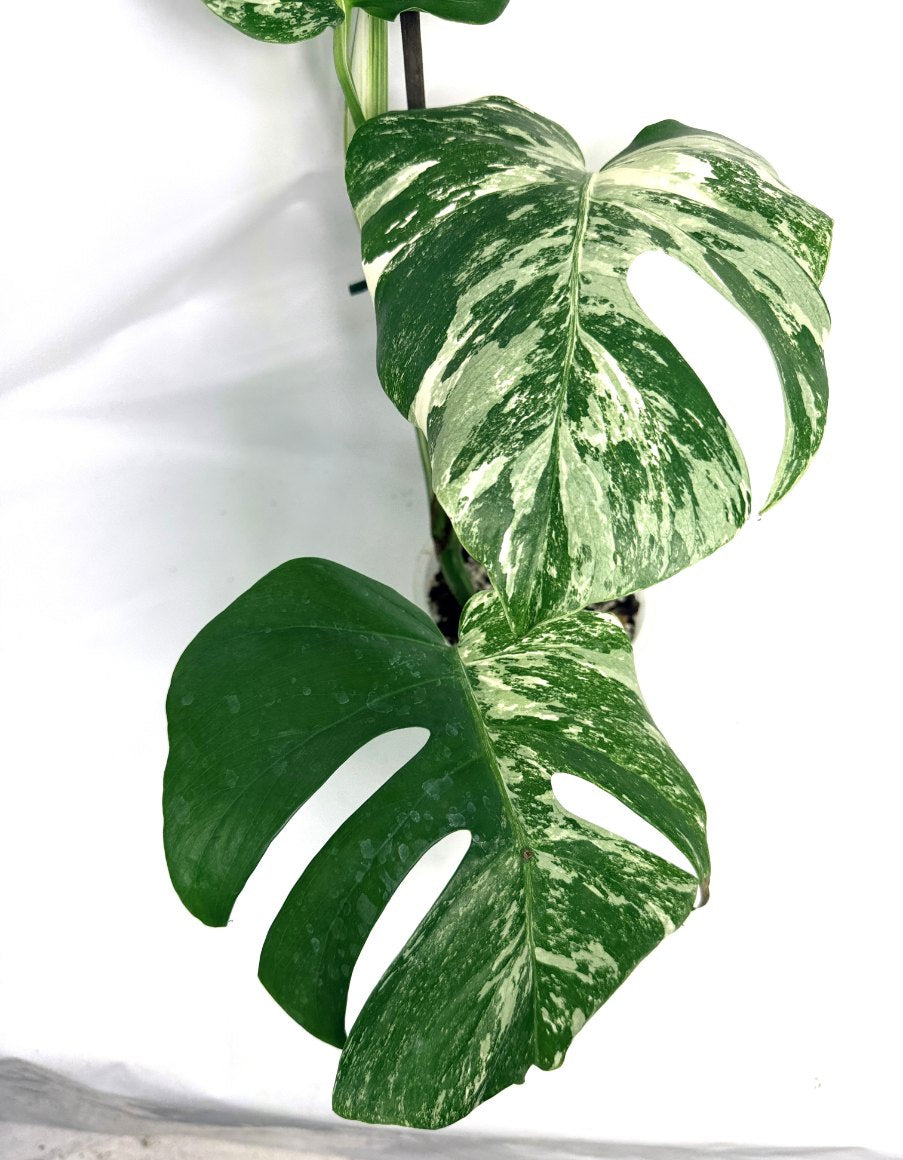 monstera_albo_variegata