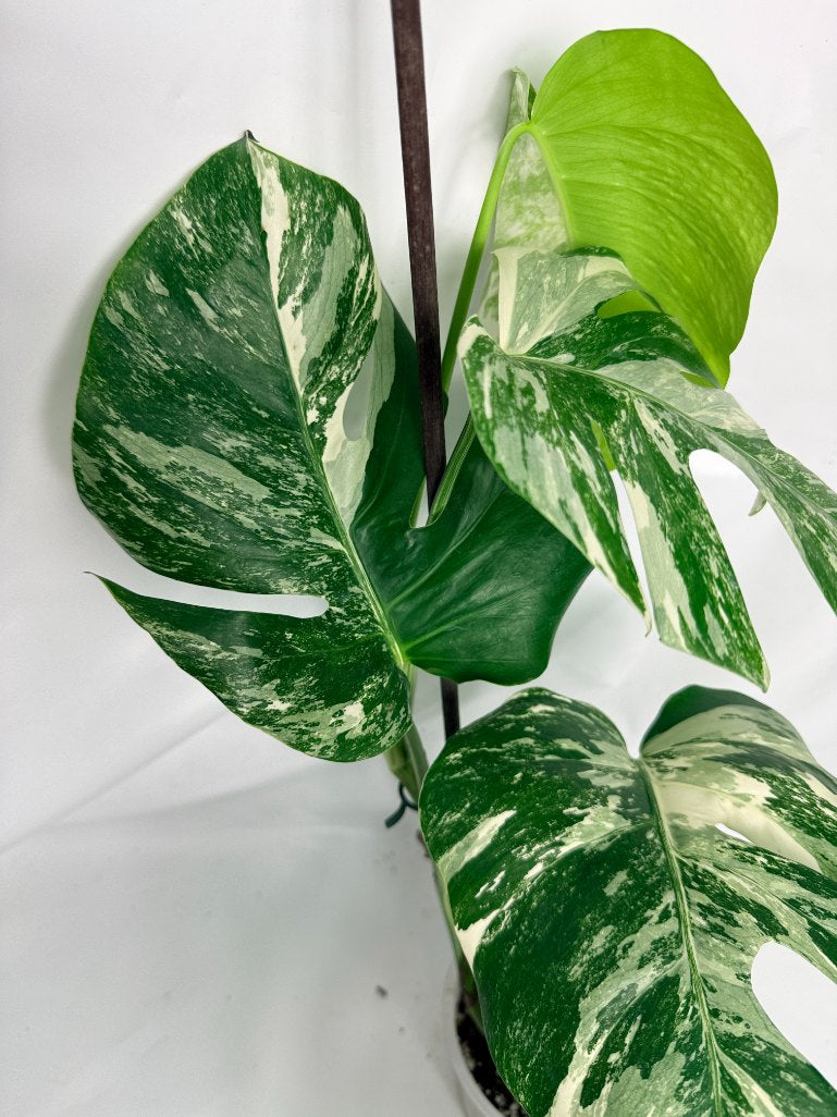 monstera_albo_variegata