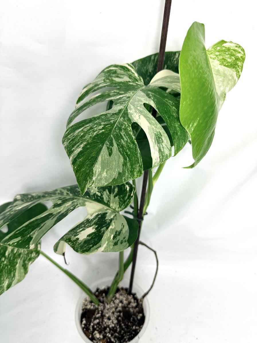 monstera_albo_variegata