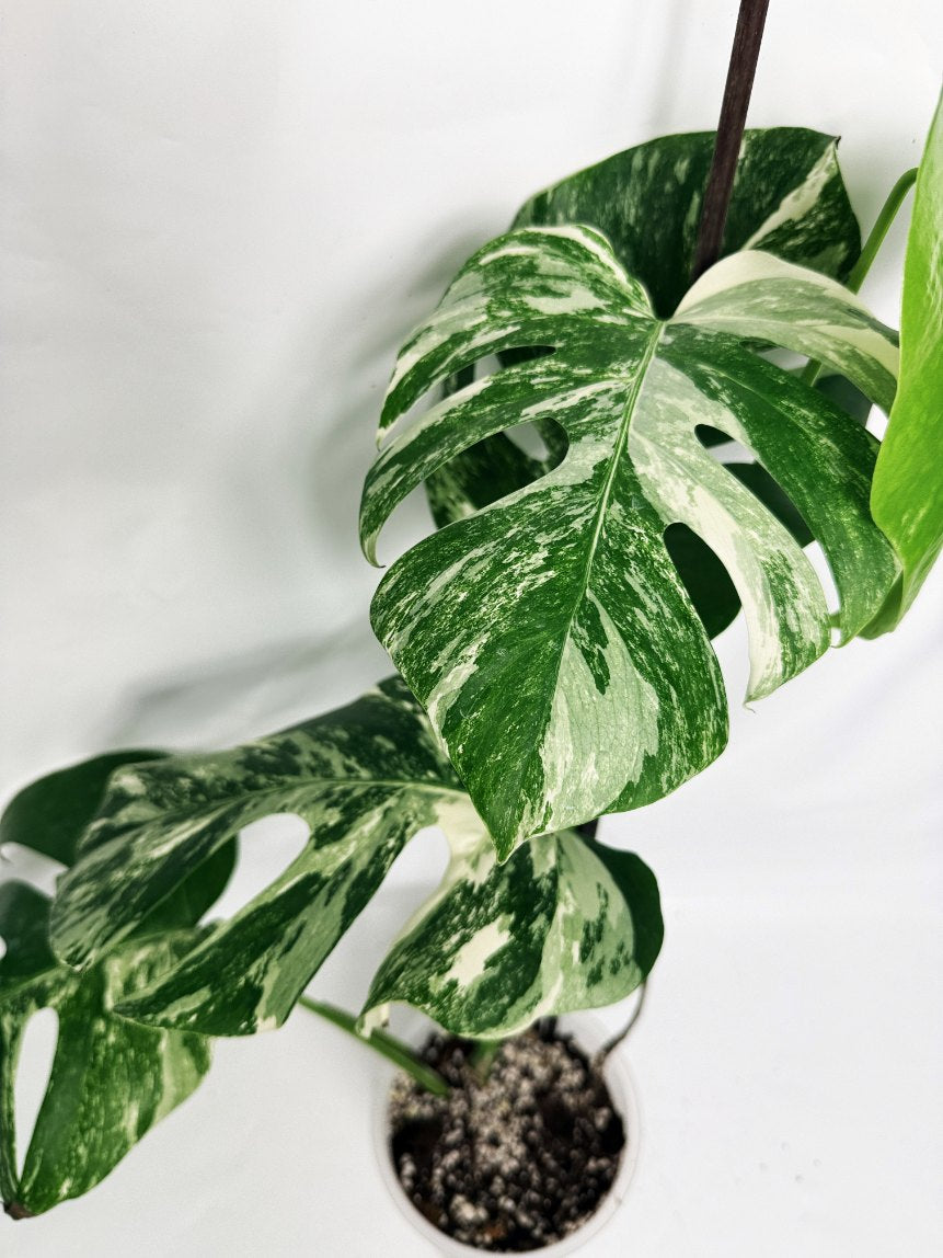 monstera_albo_variegata