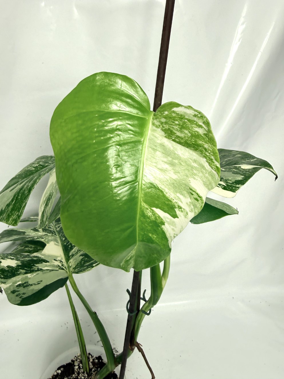 monstera_albo_variegata