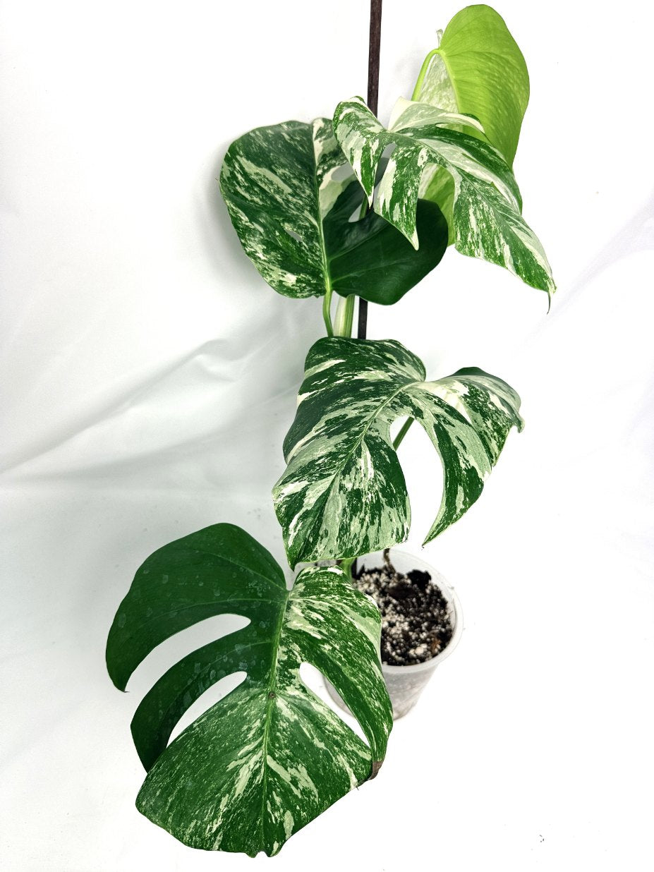 monstera_albo_variegata