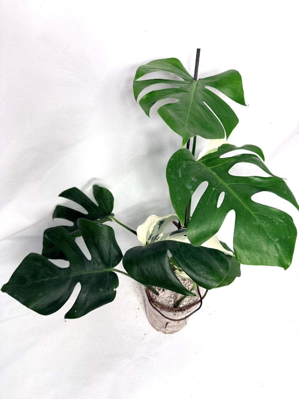 monstera_albo_variegata