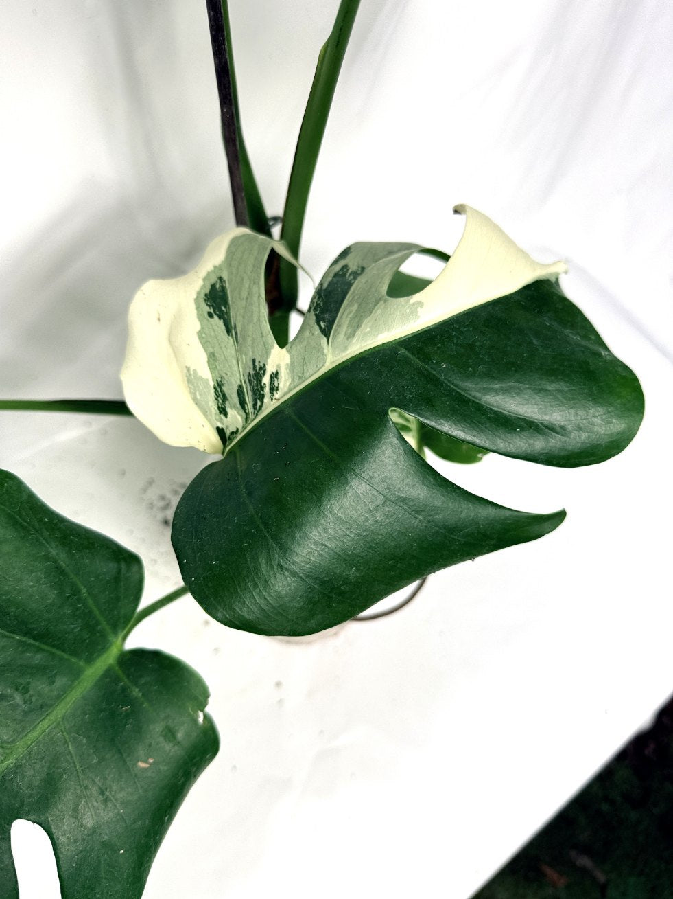monstera_albo_variegata