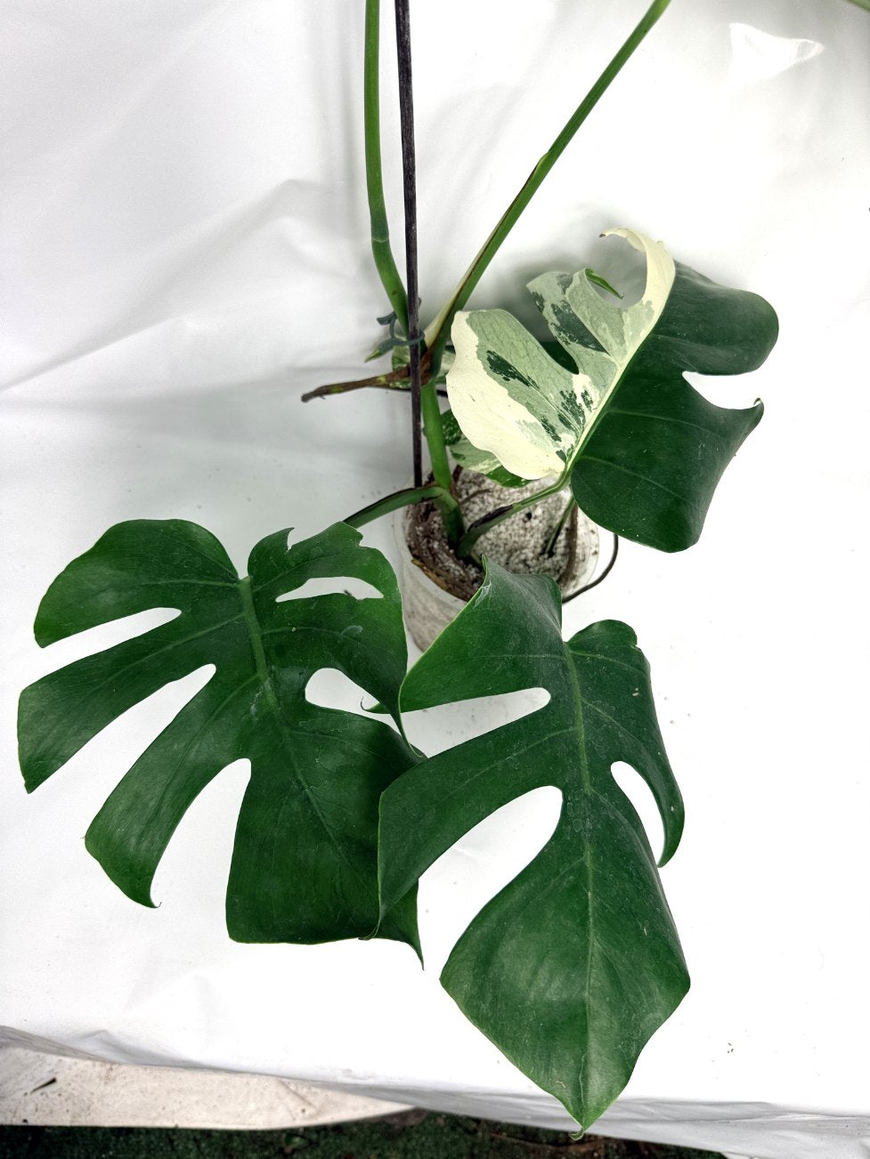 monstera_albo_variegata