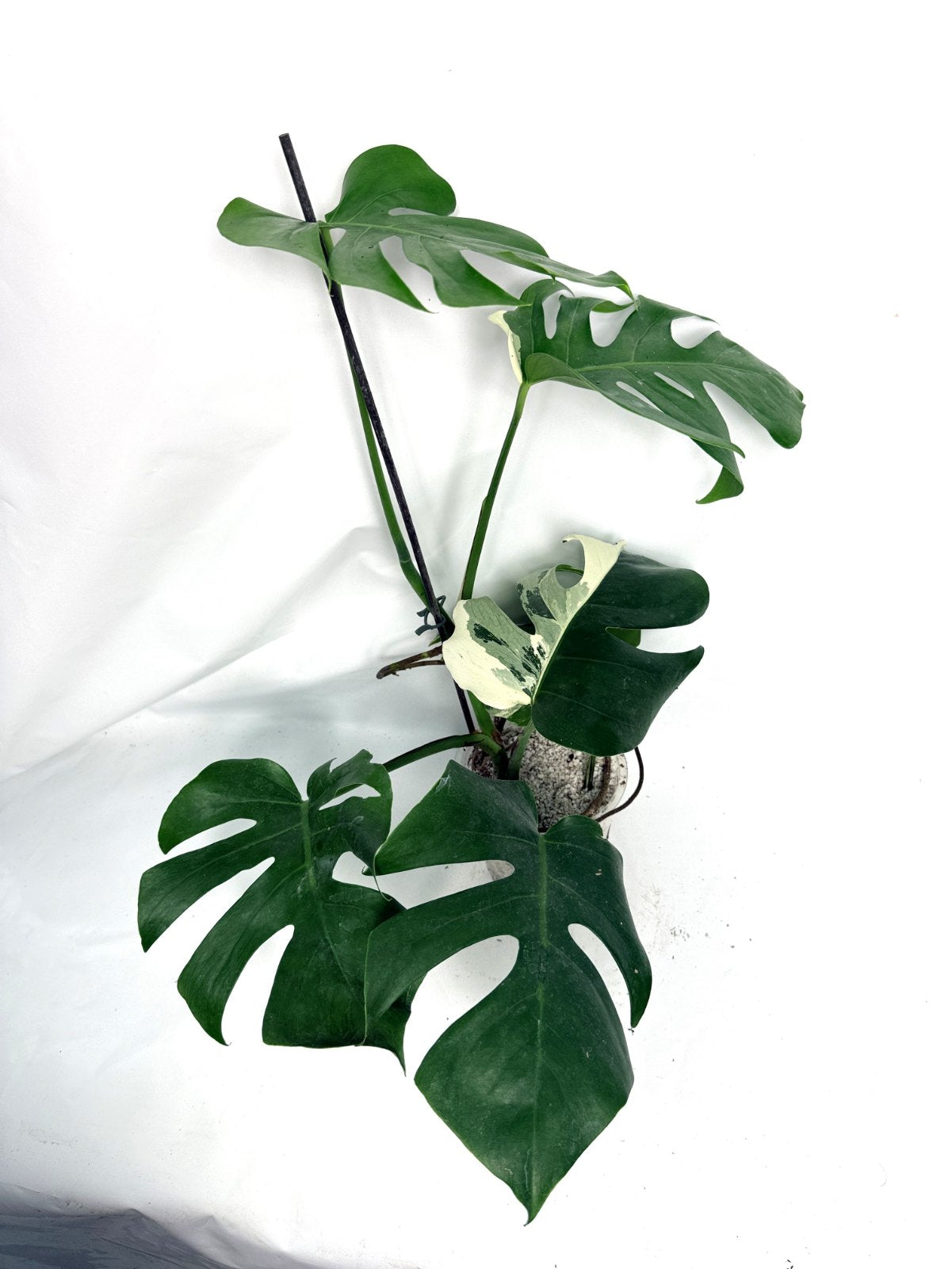 monstera_albo_variegata