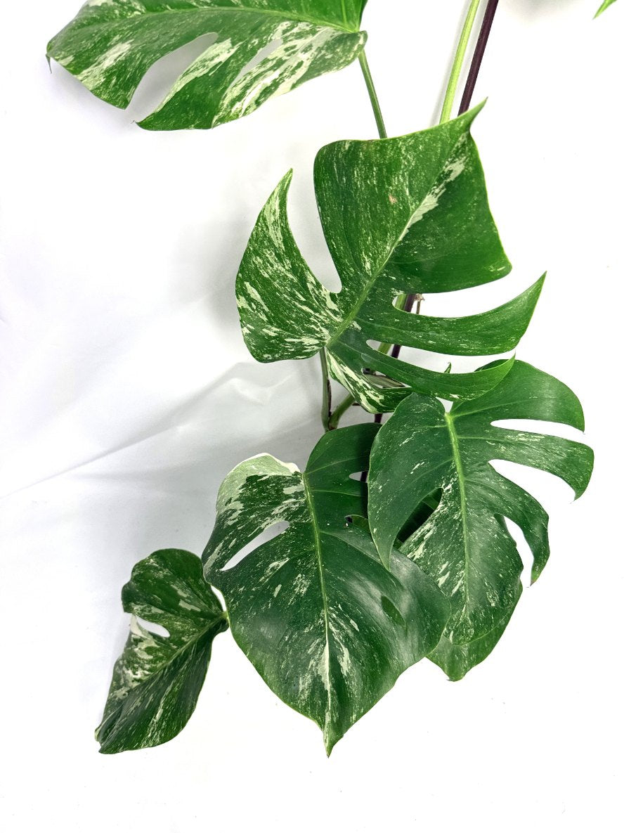 monstera_albo_variegata