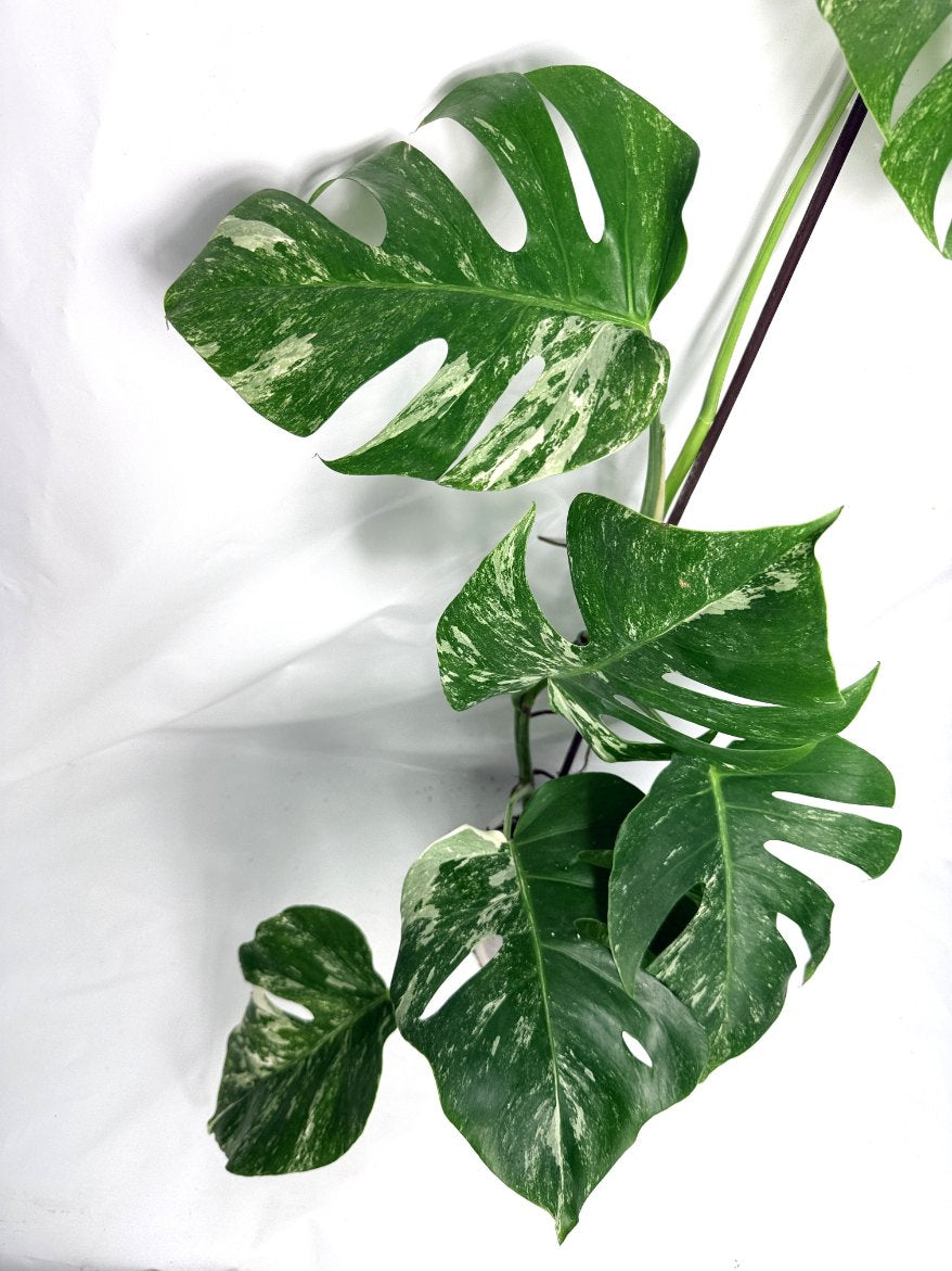 monstera_albo_variegata