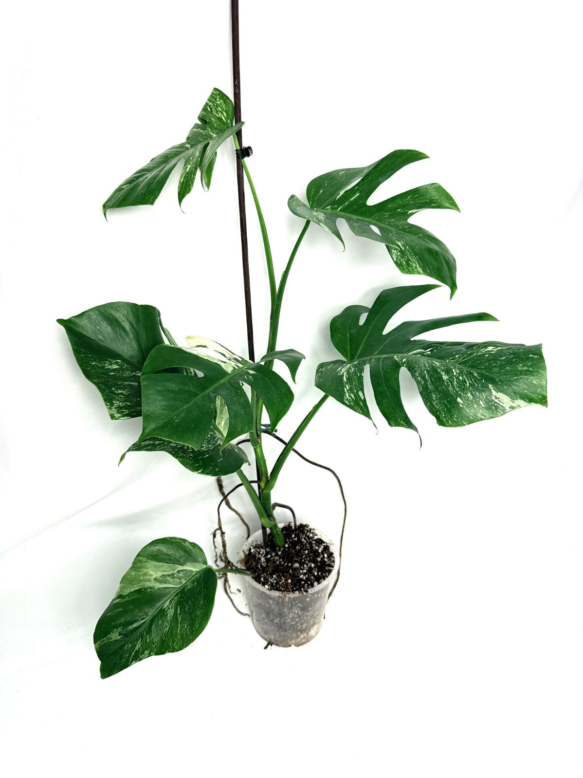 monstera_albo_variegata