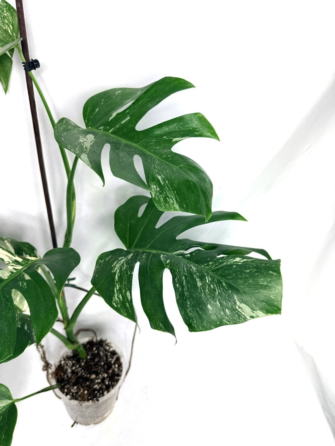 monstera_albo_variegata