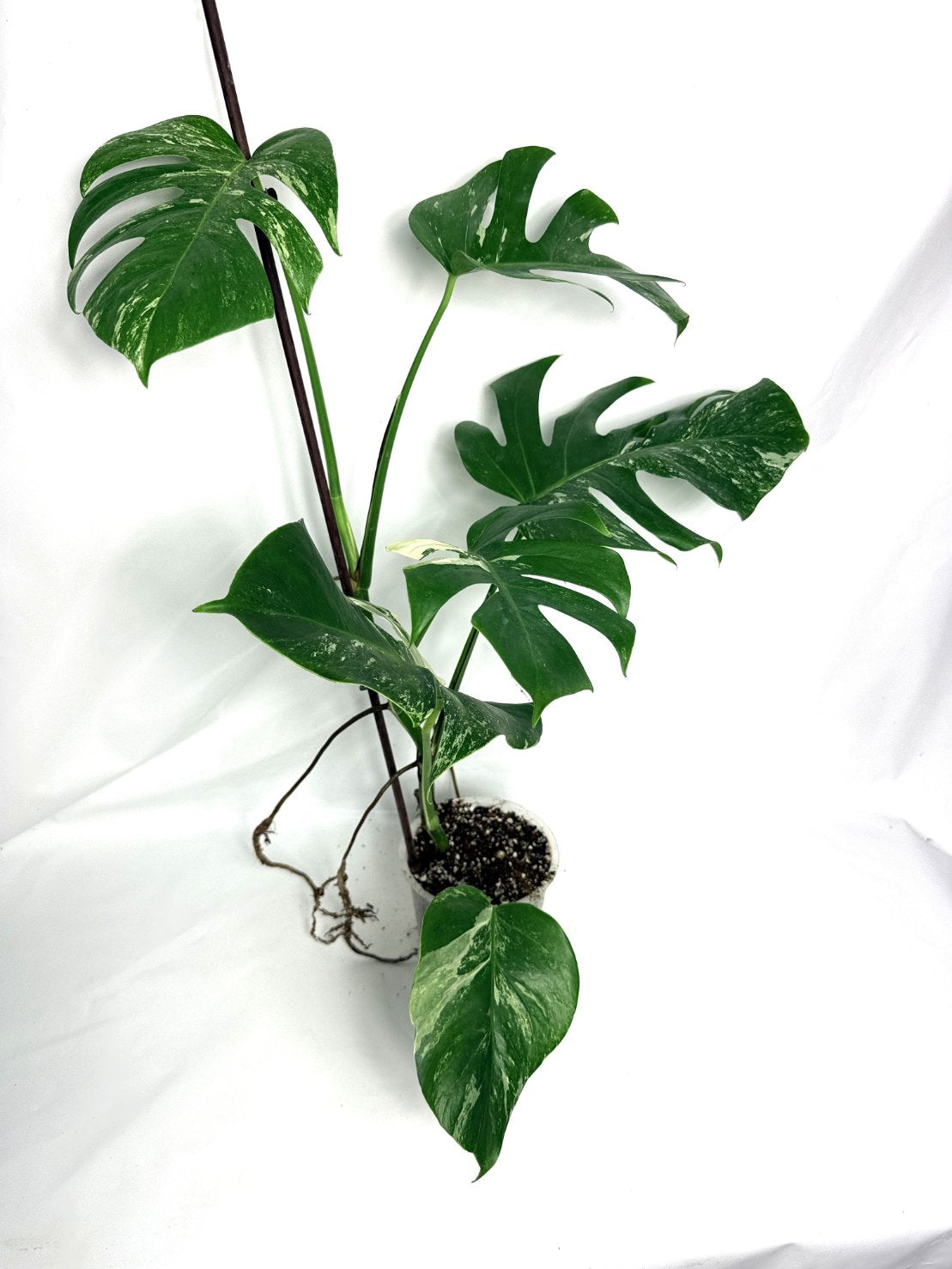 monstera_albo_variegata