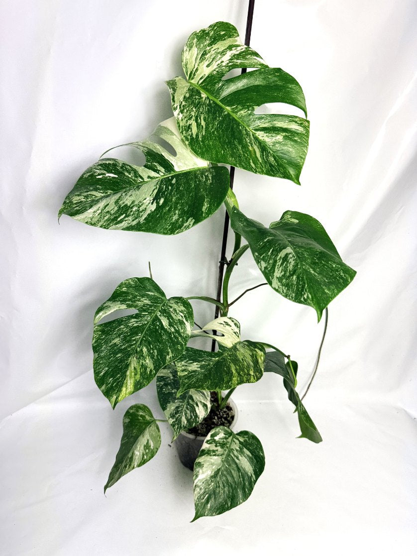 monstera_albo_variegata