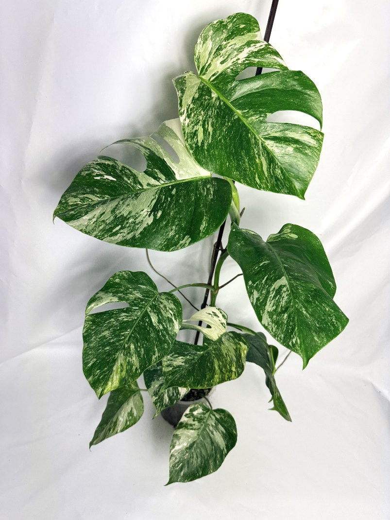 monstera_albo_variegata