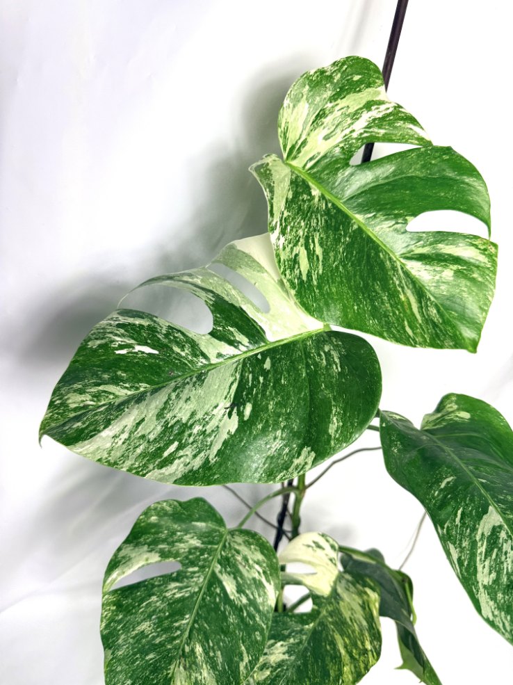 monstera_albo_variegata